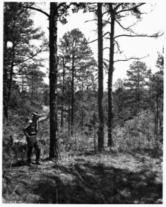 Newberry County, South Carolina. An old stand of pine on eroded lands now healed over by fire contr . . . - NARA - 522824