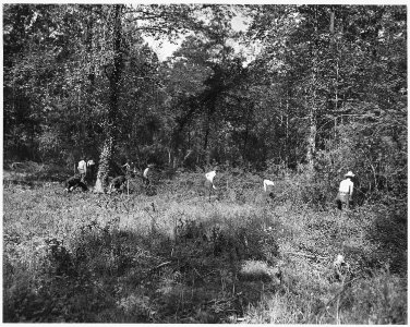 Newberry County, South Carolina. CCC enrollees furnish valuable assistance to farmers in Newberry C . . . - NARA - 522767