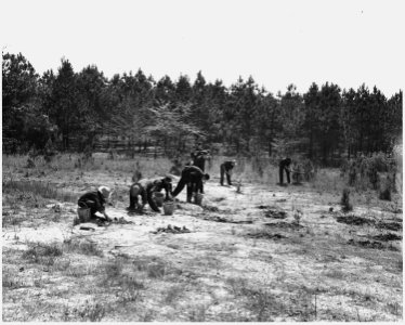 Newberry County, South Carolina. CCC enrollees planting pine seedlings on W. W. Riser's farm, Newbe . . . - NARA - 522751