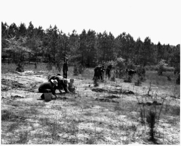 Newberry County, South Carolina. CCC enrollees planting pine seedlings on W. W. Riser's farm, Newber . . . - NARA - 522758