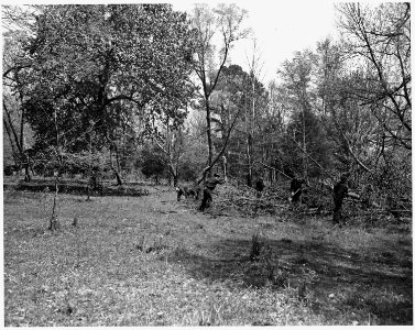 Newberry County, South Carolina. CCC enrollees clearing trees in pasture on W. W. Riser's farm. Mr. . . . - NARA - 522790