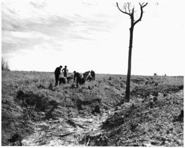 Newberry County, South Carolina. CCC enrollees planting kudzu on gully bank on C. C. Spoon's farm. . . . - NARA - 522770