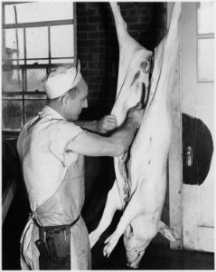 Newberry County, South Carolina. Dressing a hog at the P and M Packing Company. An average of about . . . - NARA - 522690