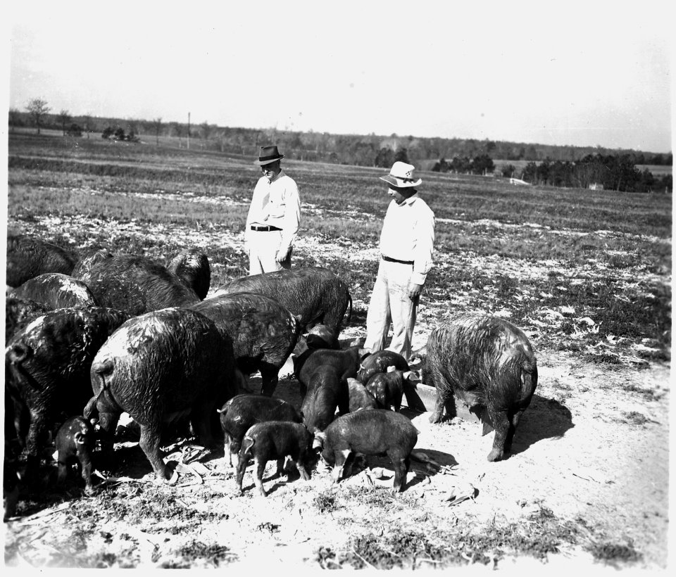 Newberry County, South Carolina. Farm Activities. (No detailed description given.) - NARA - 522724