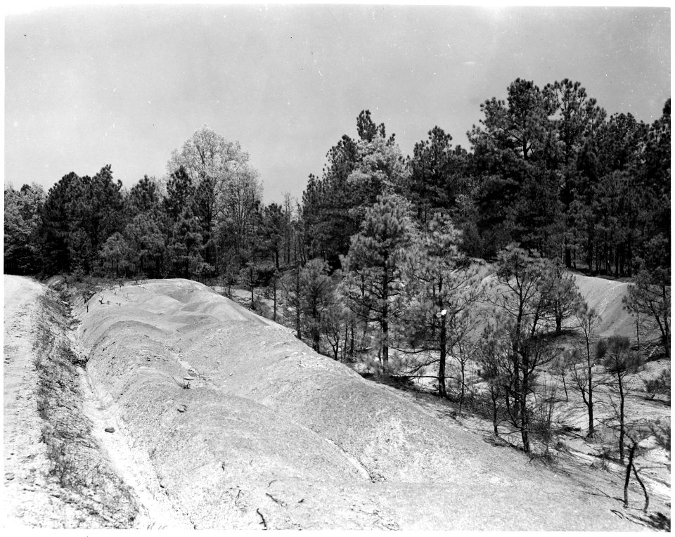 Newberry County, South Carolina. Advanced erosion showing dead and stunted growth of pine on lands . . . - NARA - 522788