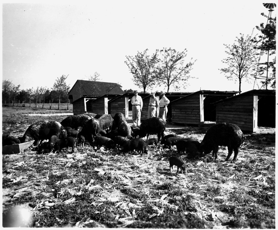 Newberry County, South Carolina. Farm Activities. (No detailed description given.) - NARA - 522726