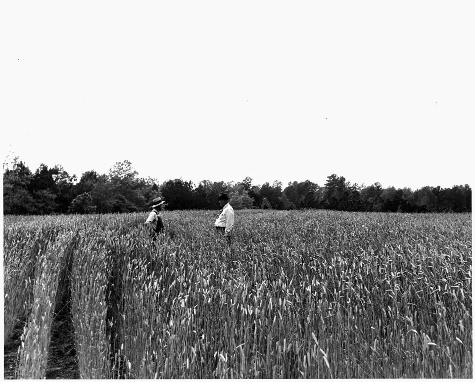 Newberry County, South Carolina. Barley, Clemson Awnless variety, yield 45 bushels per acre, used fo . . . - NARA - 522688