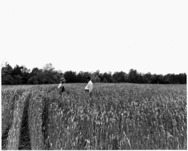 Newberry County, South Carolina. Barley, Clemson Awnless variety, yield 45 bushels per acre, used fo . . . - NARA - 522688