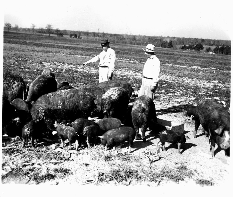 Newberry County, South Carolina. Farm Activities. (No detailed description given.) - NARA - 522725