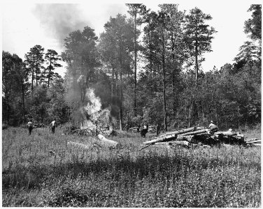 Newberry County, South Carolina. CCC enrollees burning brush on land that has been cleared for bott . . . - NARA - 522779