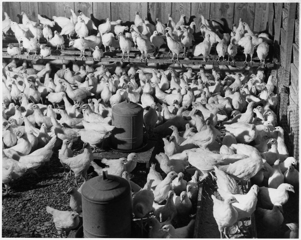 Newberry County, South Carolina. Flock of White Leghorn Pullets 10 weeks old owned by J. C. Epting, . . . - NARA - 522680