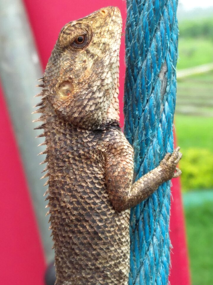 Exotic portrait chameleon