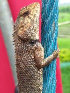 Exotic portrait chameleon photo