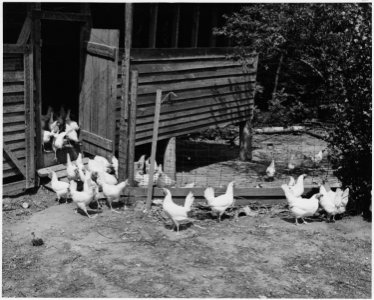 Newberry County, South Carolina. Flock of 2 and 3 year old hens used as breeders. A flock of 300 t . . . - NARA - 522681