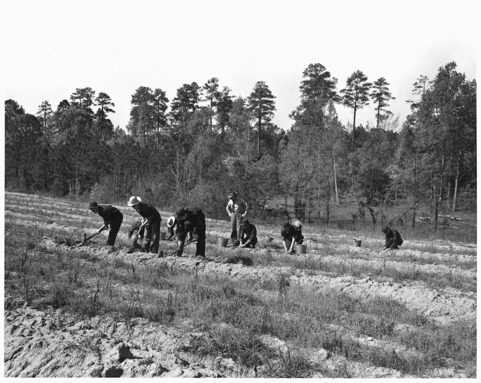 Newberry County, South Carolina. CCC enrollees planting kudzu on C. C. Spoon's farm, Newberry Count . . . - NARA - 522756