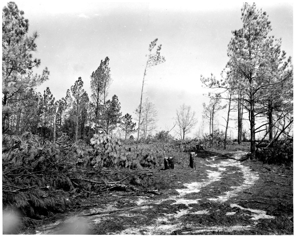 Newberry County, South Carolina. Indiscriminate cutting on private forest lands within the National . . . - NARA - 522816