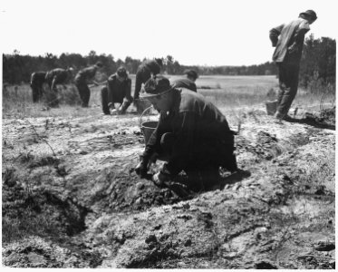 Newberry County, South Carolina. CCC enrollees planting pine seedlings on W. W. Riser's farm, Newbe . . . - NARA - 522760