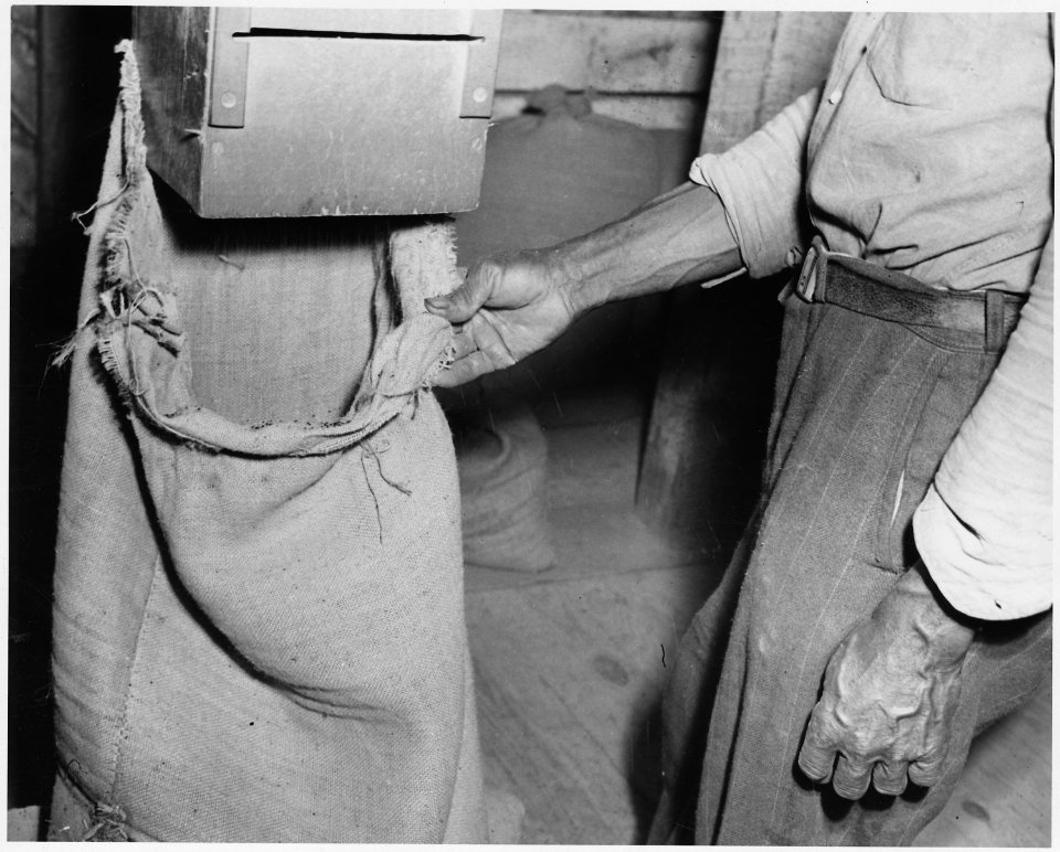 Newberry County, South Carolina. Clean seed being bagged after going through two cleaning machines . . . - NARA - 522795