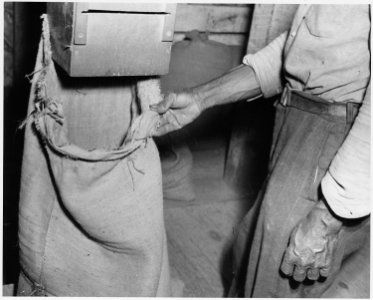 Newberry County, South Carolina. Clean seed being bagged after going through two cleaning machines . . . - NARA - 522795