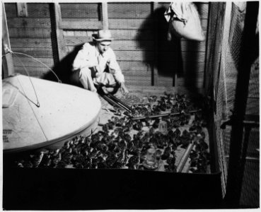 Newberry County, South Carolina. Inside view of one of the rooms of brooder house. All brooding i . . . - NARA - 522749