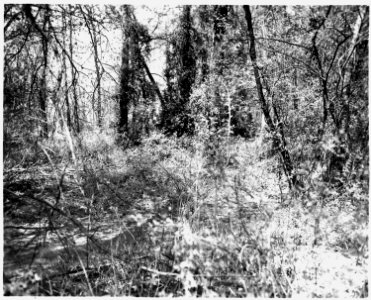 Newberry County, South Carolina. Land Cultivation. (No detailed description given.) - NARA - 522707