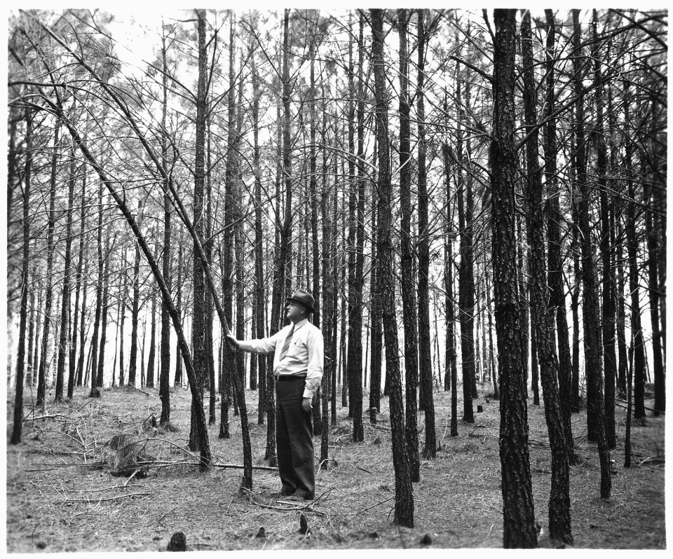 Newberry County, South Carolina. Erosion Control. (No detailed description given.) - NARA - 522719