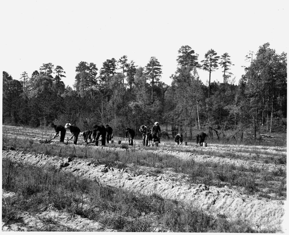 Newberry County, South Carolina. Kudzu being planted on unproductive land adjoining bottom land past . . . - NARA - 522755