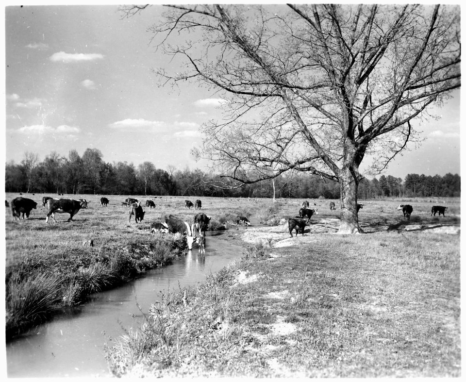 Newberry County, South Carolina. Land Cultivation. (No detailed description given.) - NARA - 522714