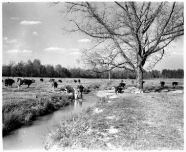 Newberry County, South Carolina. Land Cultivation. (No detailed description given.) - NARA - 522714