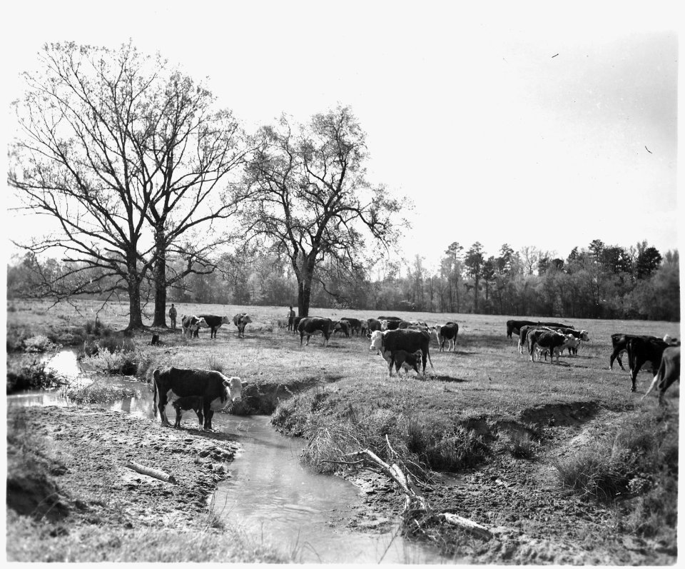 Newberry County, South Carolina. Farm Activities. (No detailed description given.) - NARA - 522718