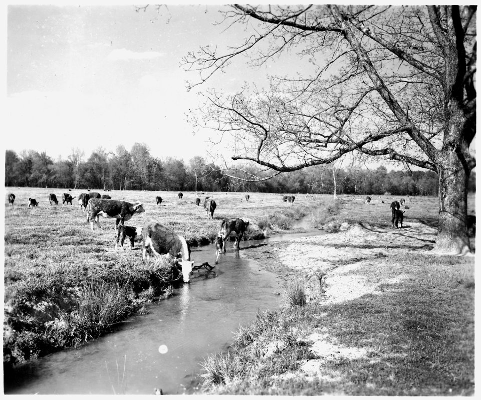 Newberry County, South Carolina. Land Cultivation. (No detailed description given.) - NARA - 522716