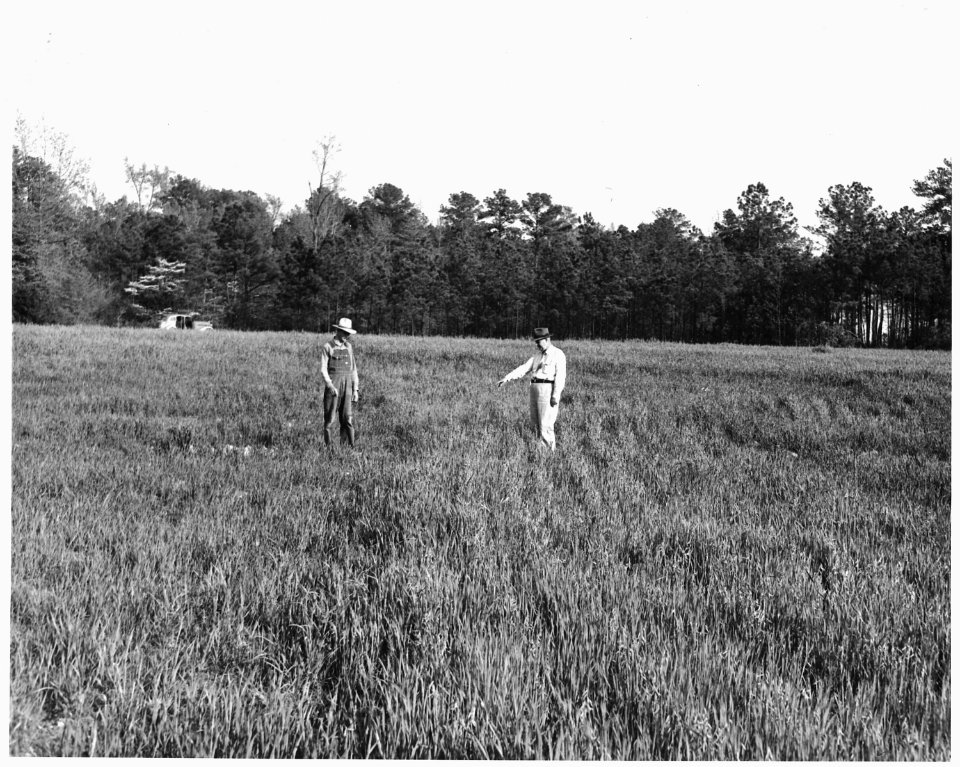 Newberry County, South Carolina. Land Cultivation. (No detailed description given.) - NARA - 522739