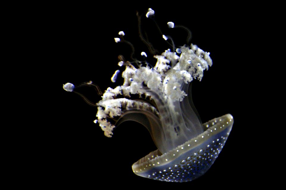 Underwater water animal