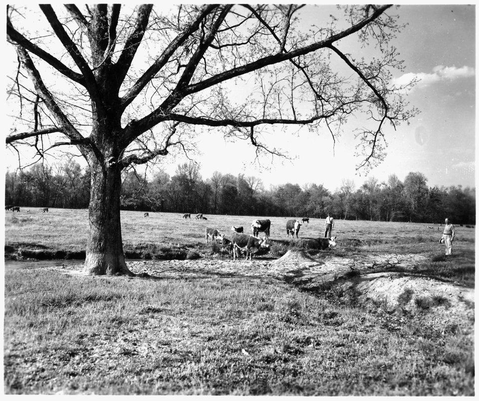 Newberry County, South Carolina. Land Cultivation. (No detailed description given.) - NARA - 522715