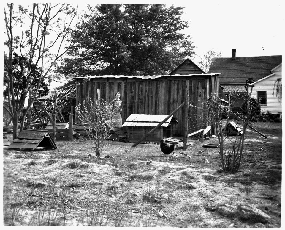 Newberry County, South Carolina. Farms. (No detailed description.) - NARA - 522735