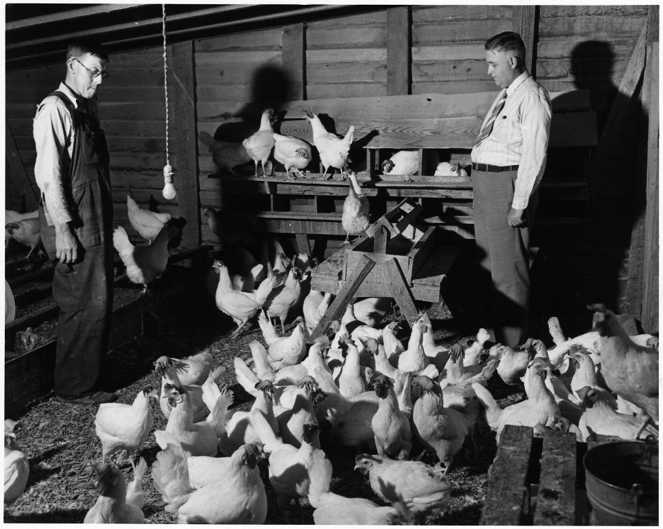 Newberry County, South Carolina. Flock of 2 and 3 year old hens used as breeders. A flock of 300 t . . . - NARA - 522682
