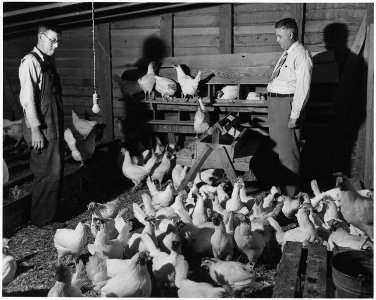 Newberry County, South Carolina. Flock of 2 and 3 year old hens used as breeders. A flock of 300 t . . . - NARA - 522682