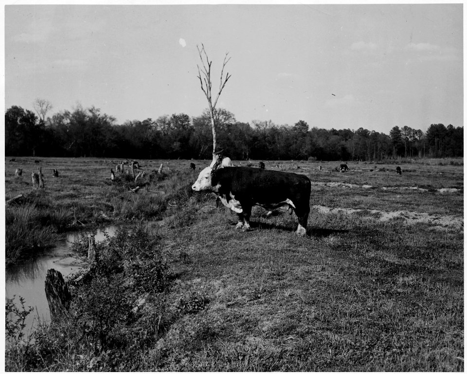 Newberry County, South Carolina. Misc. (No detailed description given.) - NARA - 522741