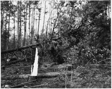 Newberry County, South Carolina. Land Cultivation. (No detailed description given.) - NARA - 522748