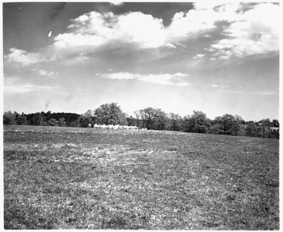Newberry County, South Carolina. Land Cultivation. (No detailed description given.) - NARA - 522704
