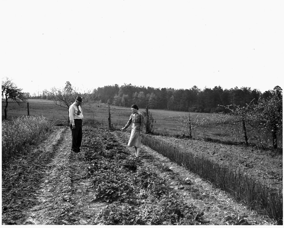 Newberry County, South Carolina. Mrs. D. S. Halfacre, R-2, Newberry, South Carolina, and County Agen . . . - NARA - 522801