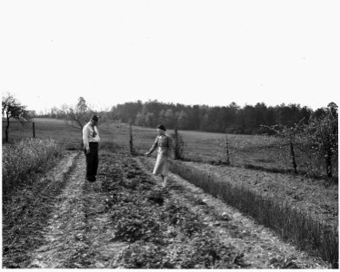 Newberry County, South Carolina. Mrs. D. S. Halfacre, R-2, Newberry, South Carolina, and County Agen . . . - NARA - 522801