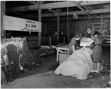 Newberry County, South Carolina. Newberry County Farm people fluffing cotton for making mattresses. - NARA - 522686