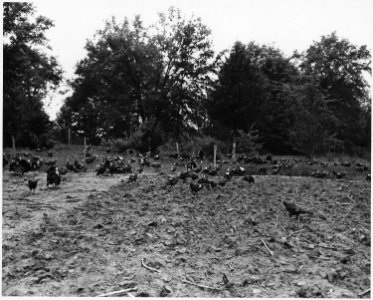 Newberry County, South Carolina. Part of the flock of 250 Broad-Breasted Bronze variety breeder tur . . . - NARA - 522794