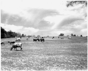 Newberry County, South Carolina. Land Cultivation. (No detailed description given.) - NARA - 522713