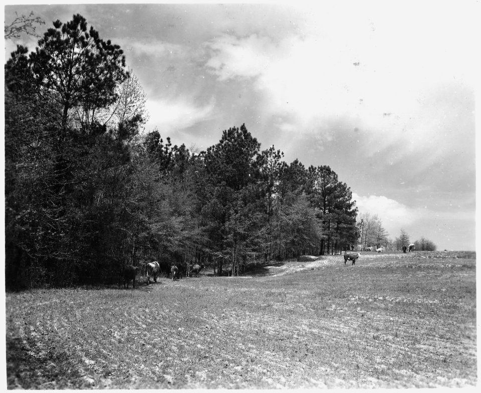 Newberry County, South Carolina. Land Cultivation. (No detailed description given.) - NARA - 522721