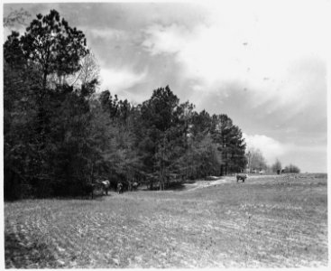 Newberry County, South Carolina. Land Cultivation. (No detailed description given.) - NARA - 522721