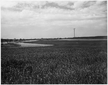 Newberry County, South Carolina. Strip crop rotation on Mr. H. C. Long's farm, Newberry County, So . . . - NARA - 522786