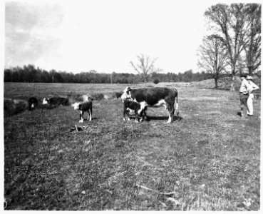 Newberry County, South Carolina. Land Cultivation.(No detailed description given.) - NARA - 522820