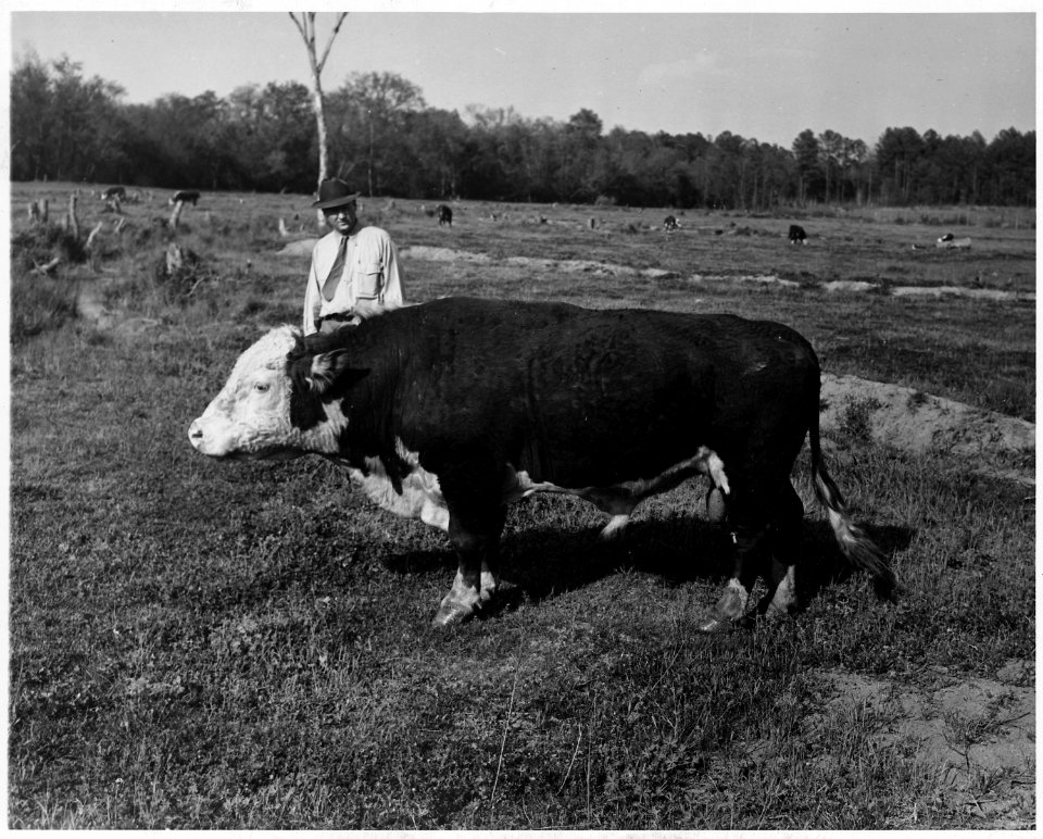 Newberry County, South Carolina. Misc. (No detailed description given.) - NARA - 522740